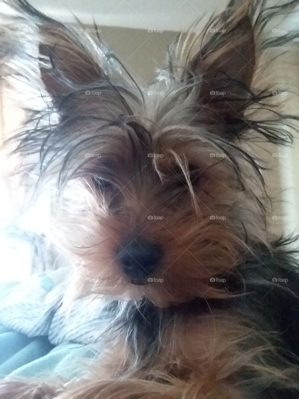 yorky