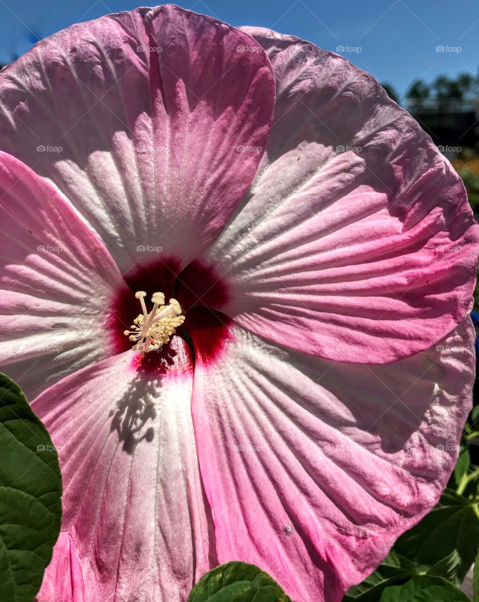 Rose Mallow Hibiscus