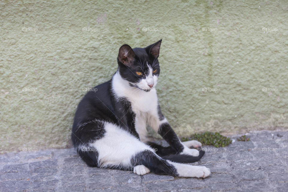 Cute summer kitty