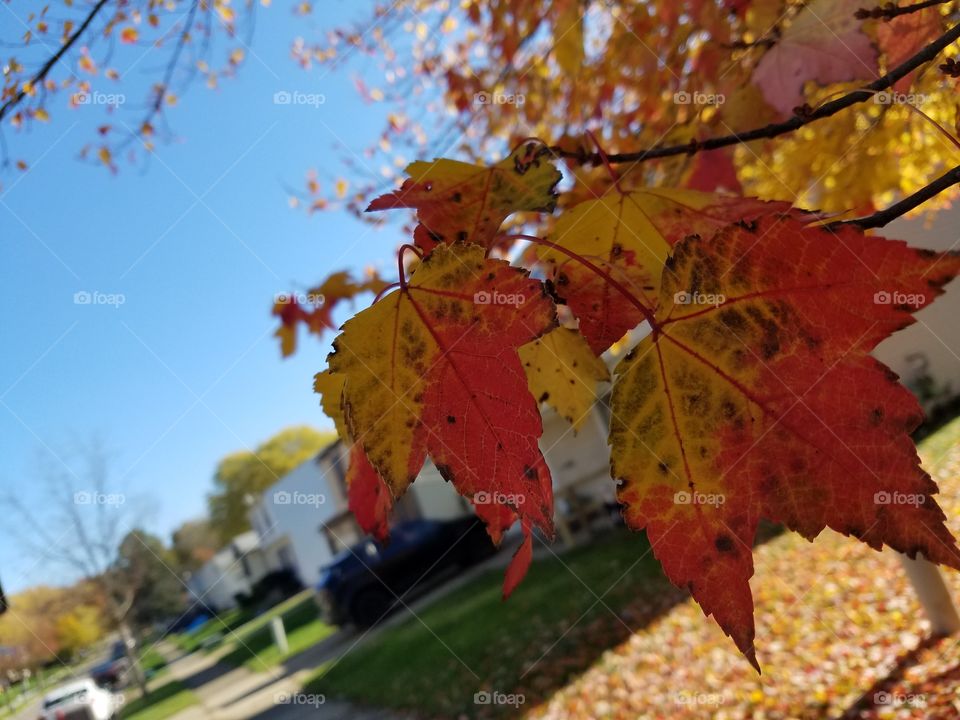 fall season