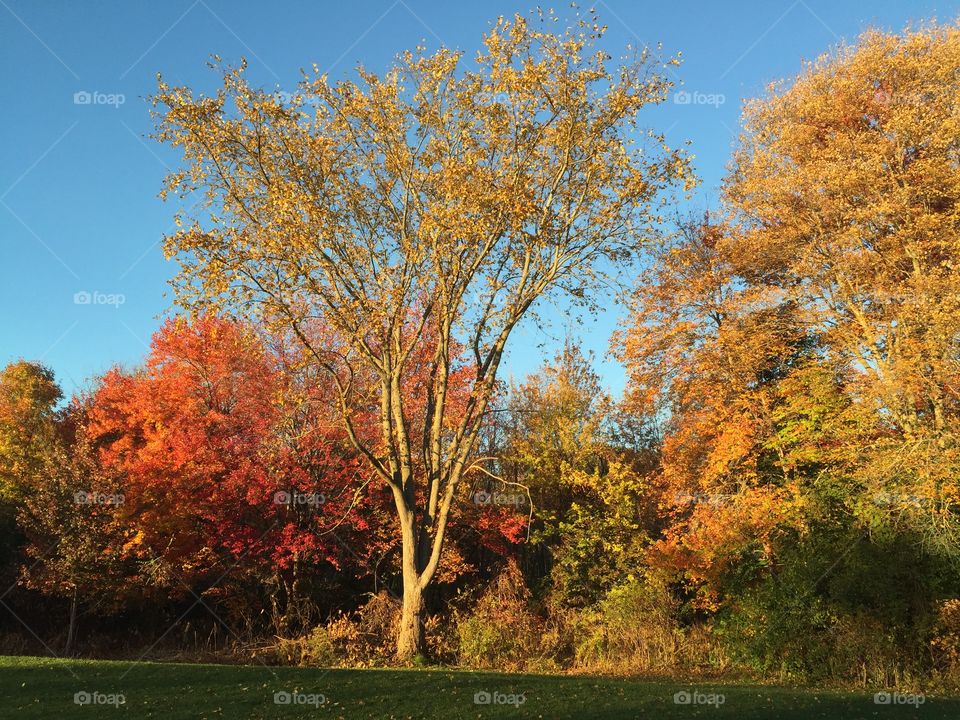 Tree. Taken in Waltham, MA