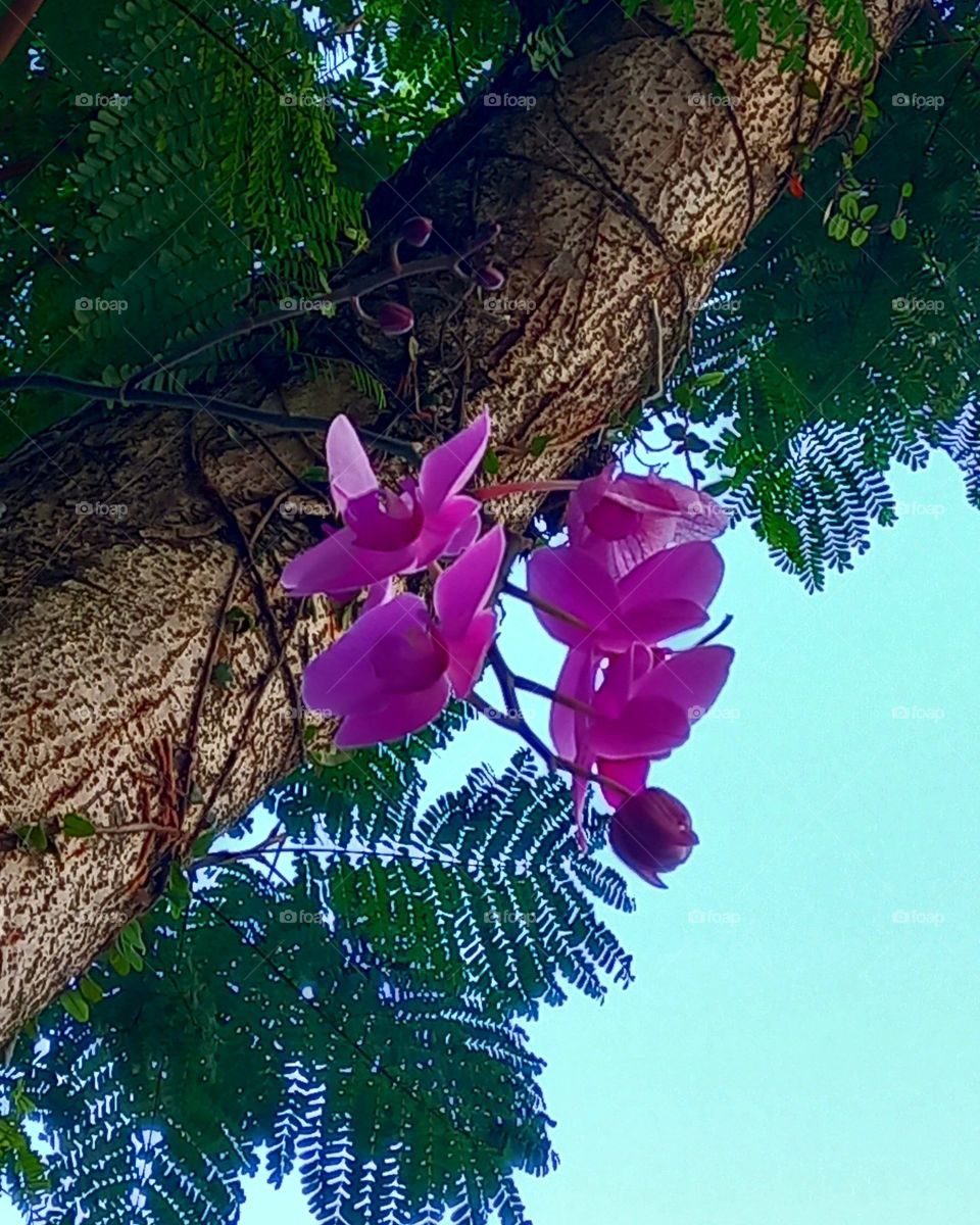 Flor de Icaraí