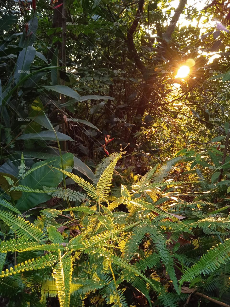 The sunlight in the sunset.