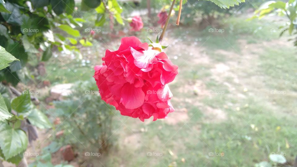 Flower. Red flower