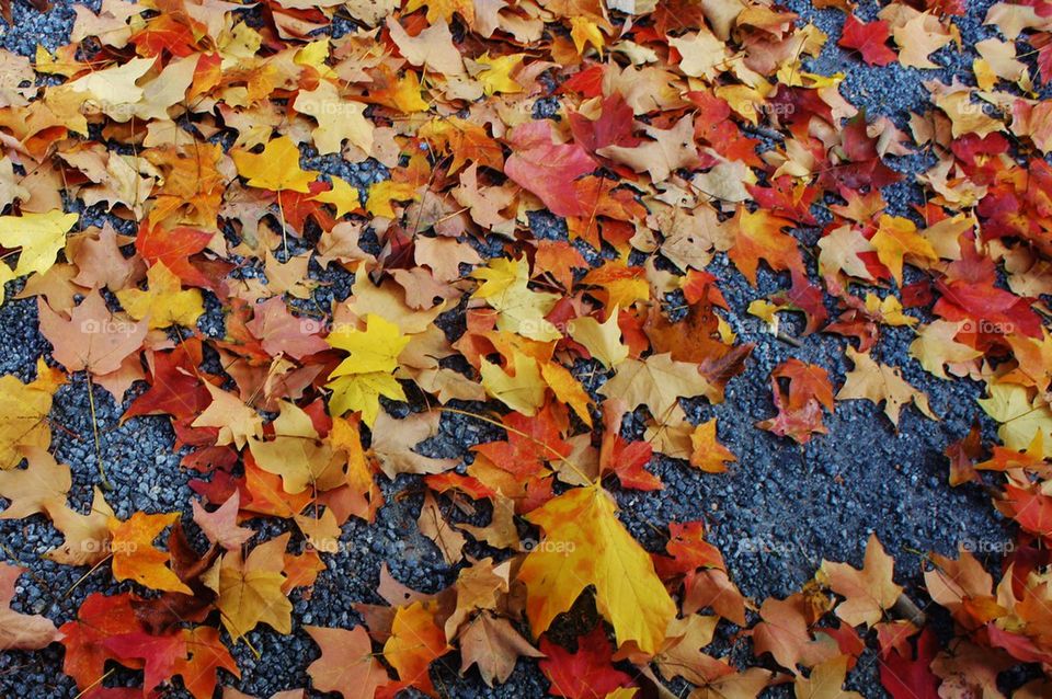 Maple leaves on gravel