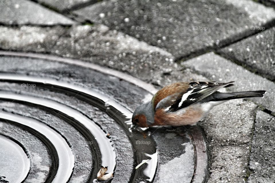 Chaffinch Bird drinking from a puddle