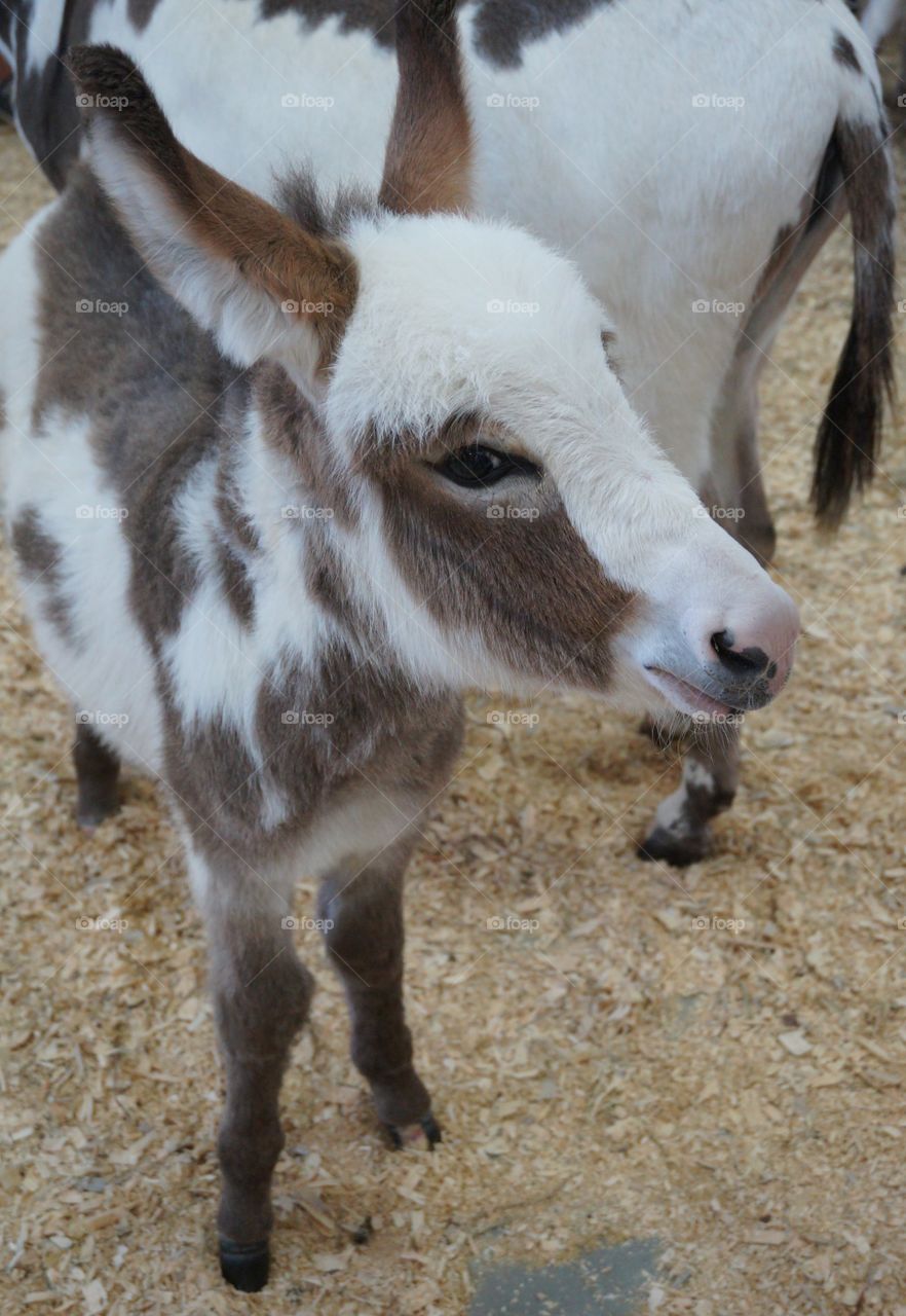 Baby donkey face. Photo taken at Tulsa State Fair.