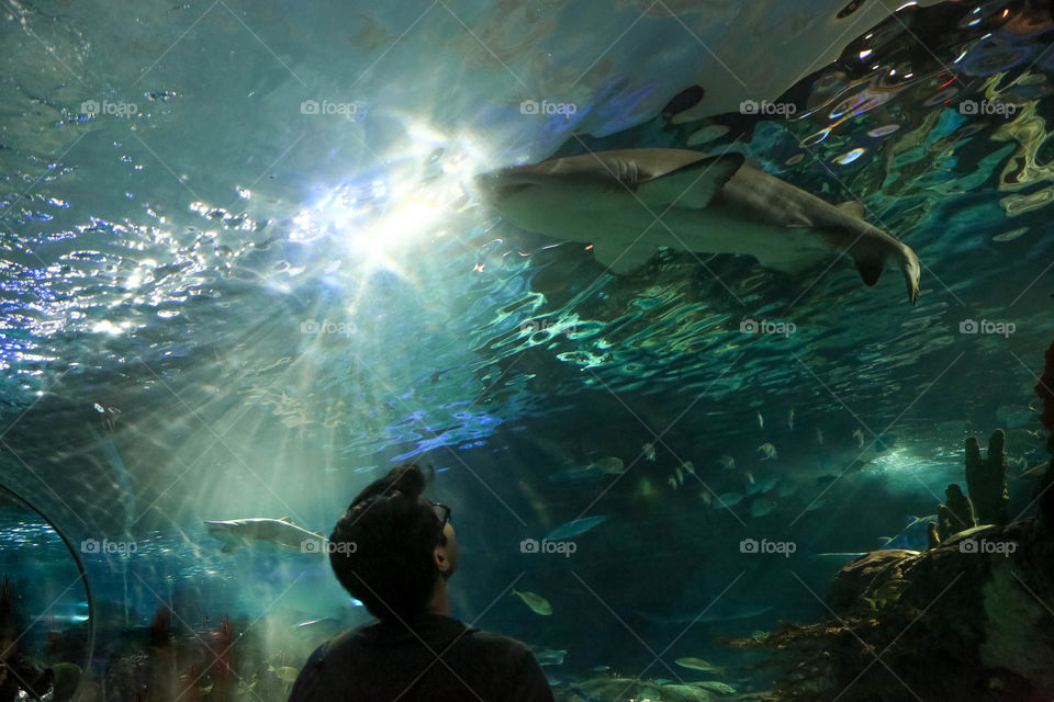 Underwater Explorer. Photo of my boyfriend visiting the Toronto Ripley's Aquarium