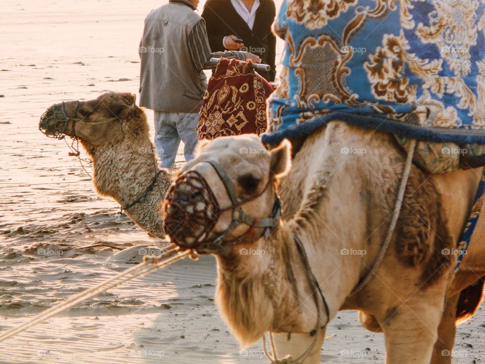 Camels in the Desert