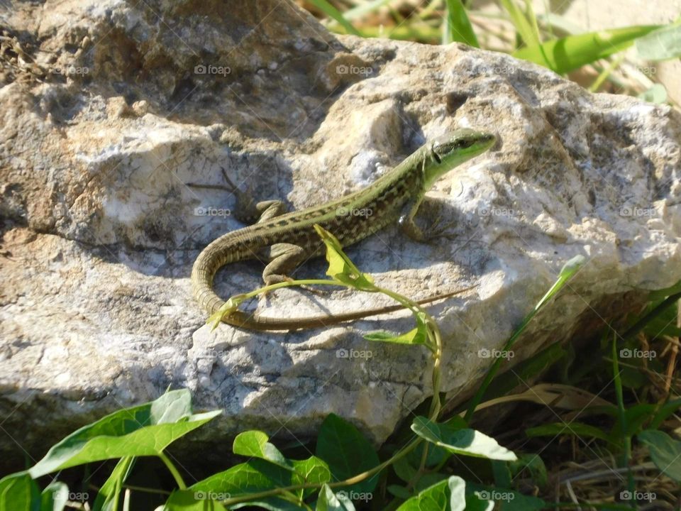 A lizard sunbathing