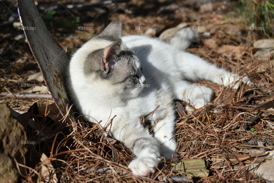 kitty laying down