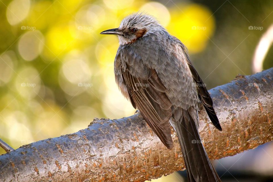 Brown eared Bulbul