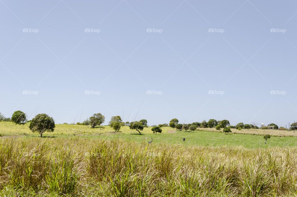 Guinea Grass Landscape