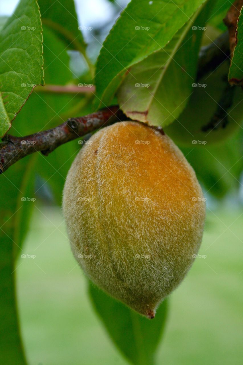 Close-up of peach on tree