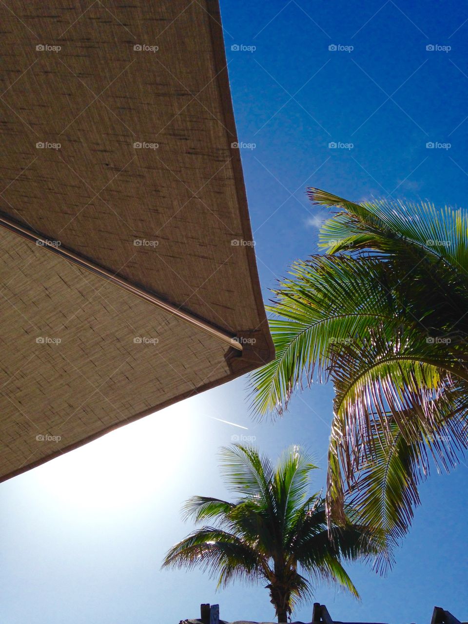 Low angle view of palm tree and sky