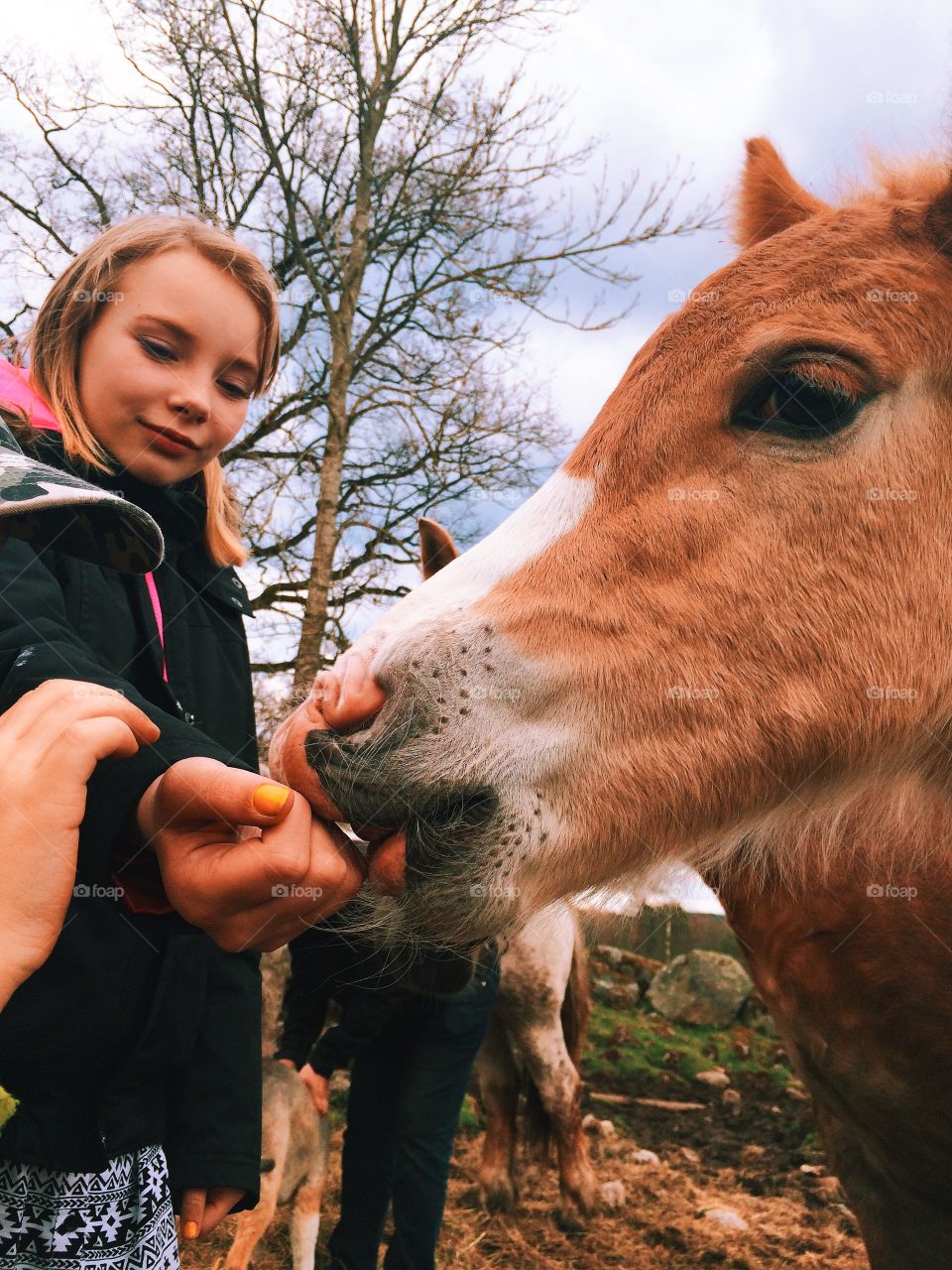 Foal is licking on a girls hand