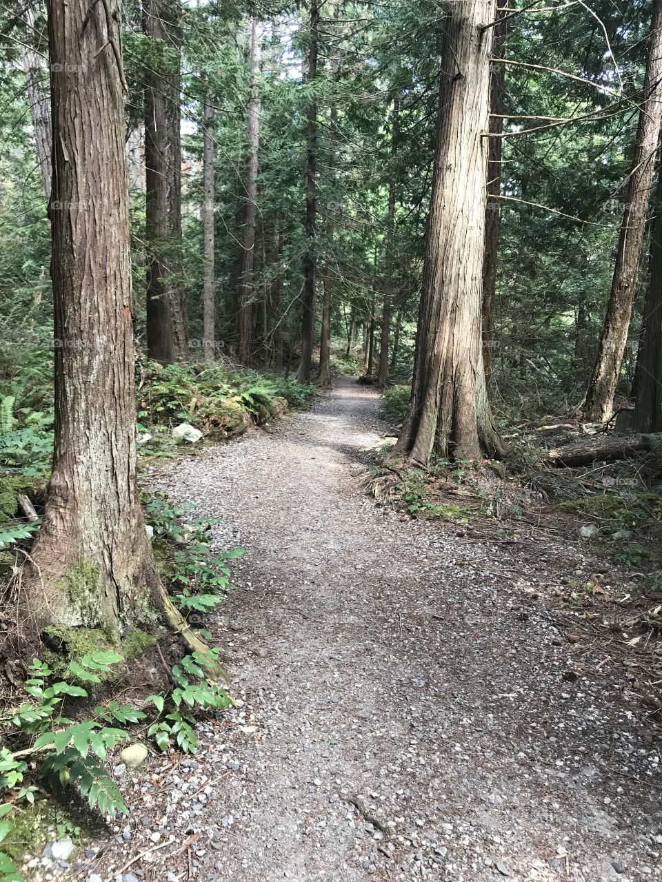 Summer Vacation on the West Coast. Hiking through a beautiful evergreen forest.