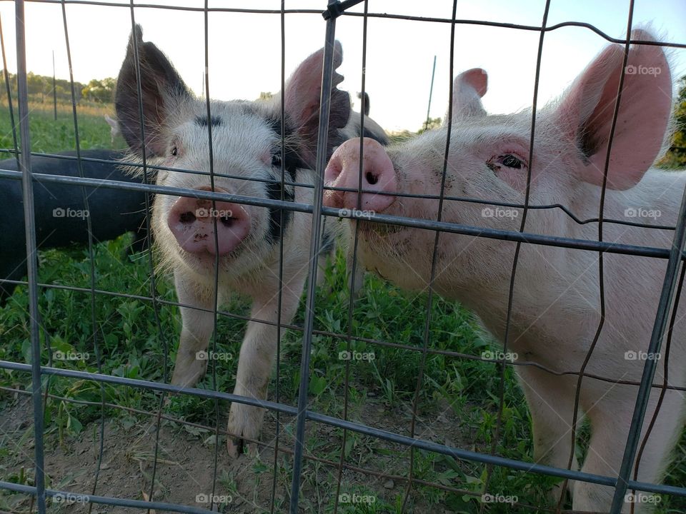 Pigs at the fence 