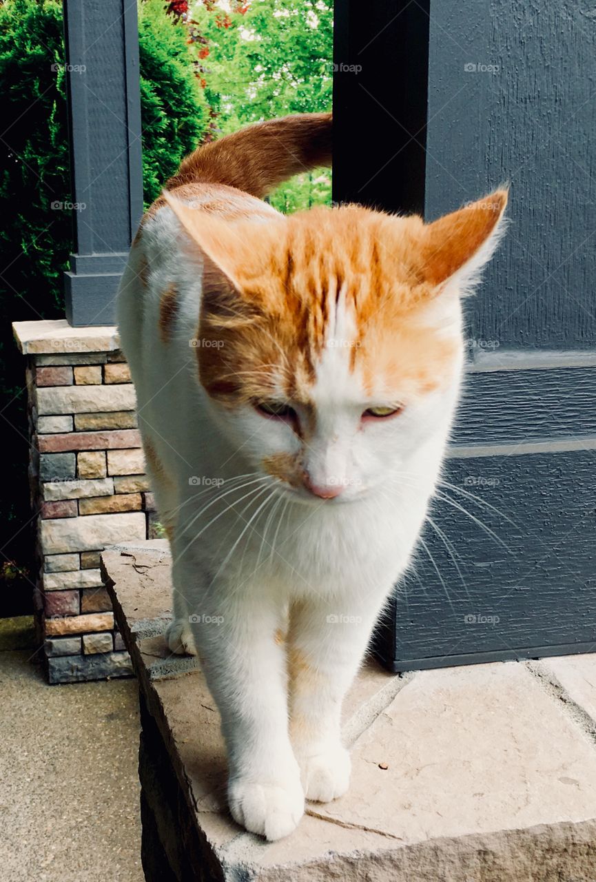 Orange and white cat 1