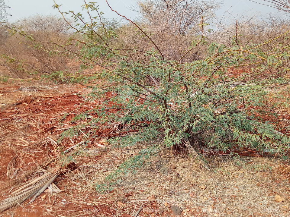 waste plant on empty dry land