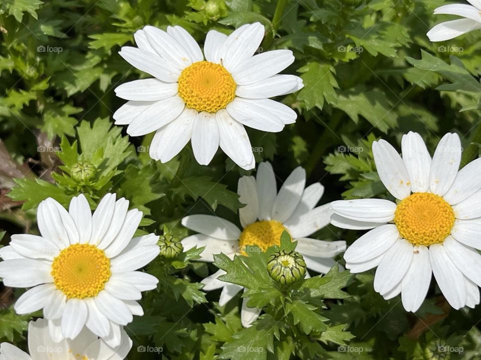 daisies