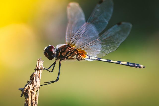 dragonfly