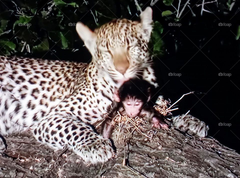 a tiger protects a little monkey
