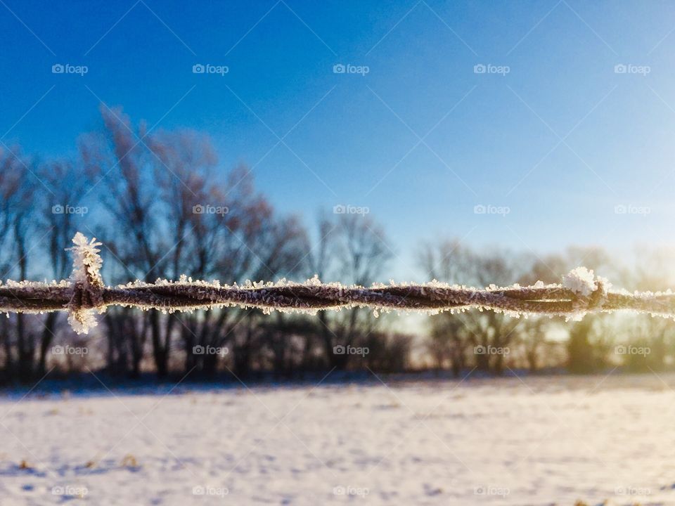 Closeup of frosty barbed wire against a blurred view of a snow-covered field on a sunny morning