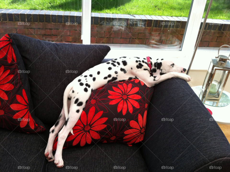 dalmatian millie sleeping in the sun millie will sleep anywhere dog by taffy