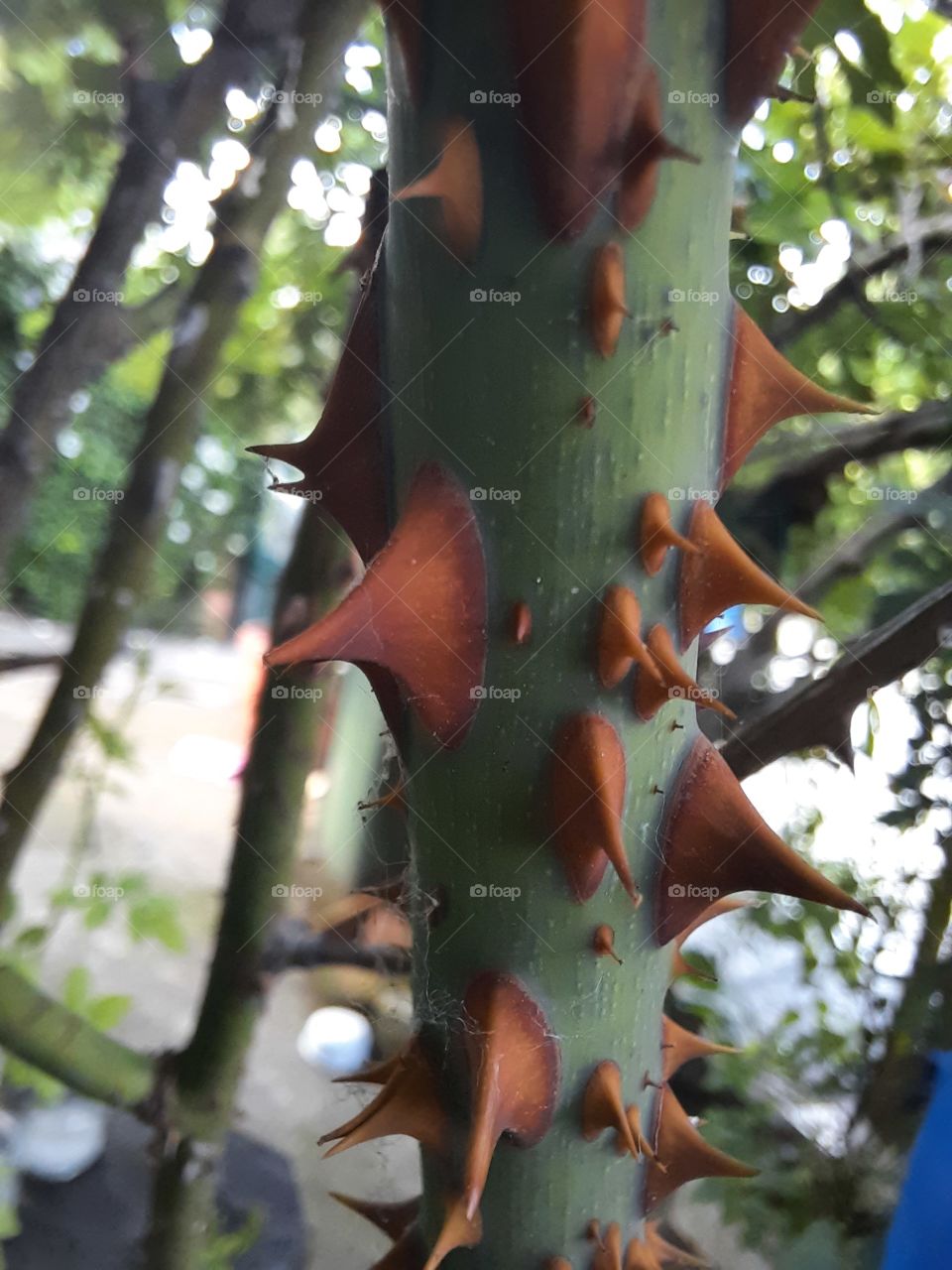 Rose thorns