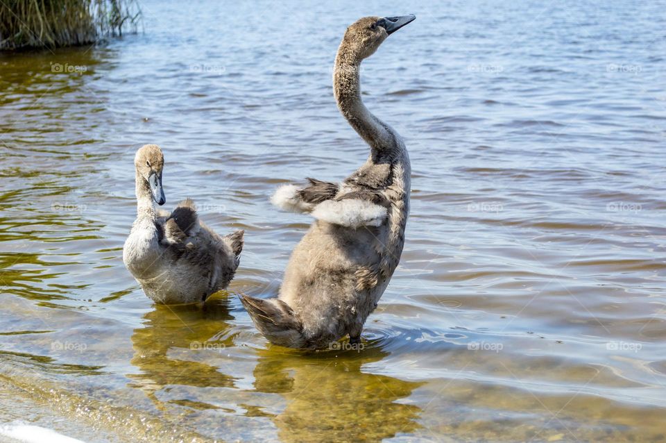 Swan family