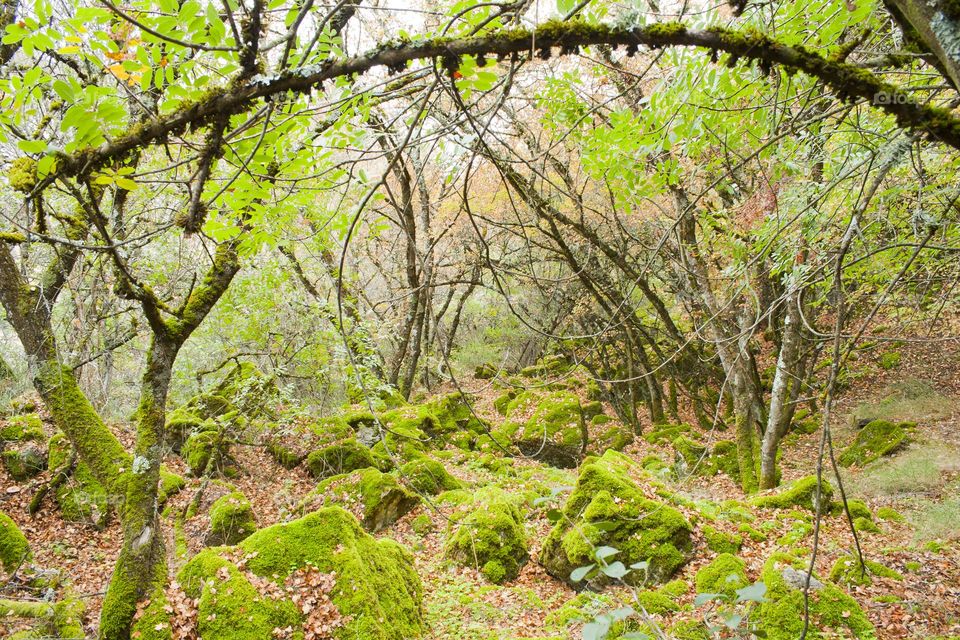 Montpelier maple forest with moss