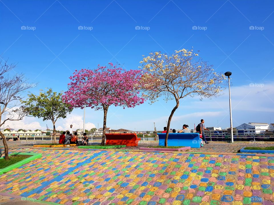 3 trees in La Boca