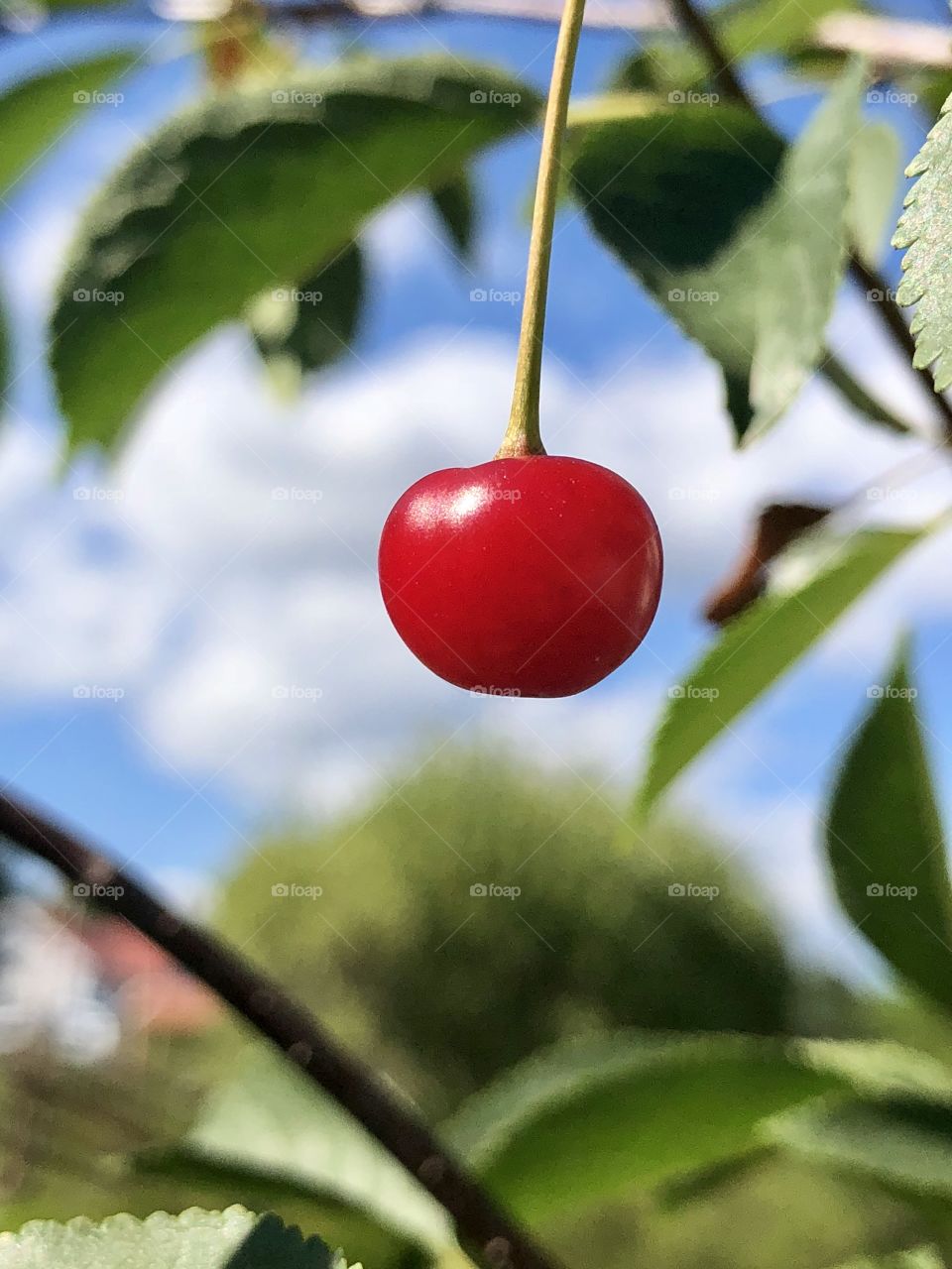 Cherry