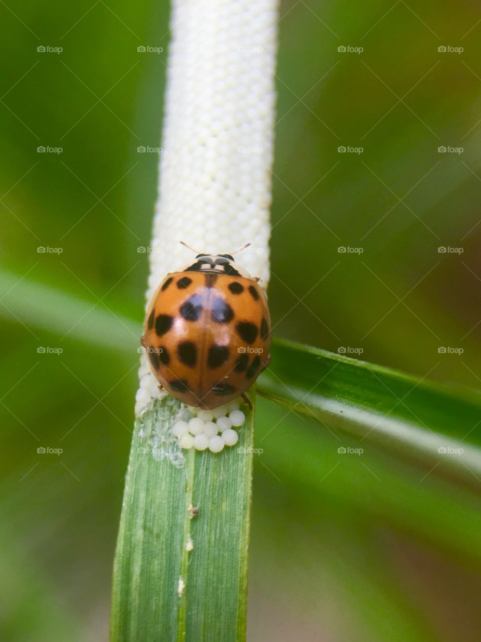 Ladybugs 