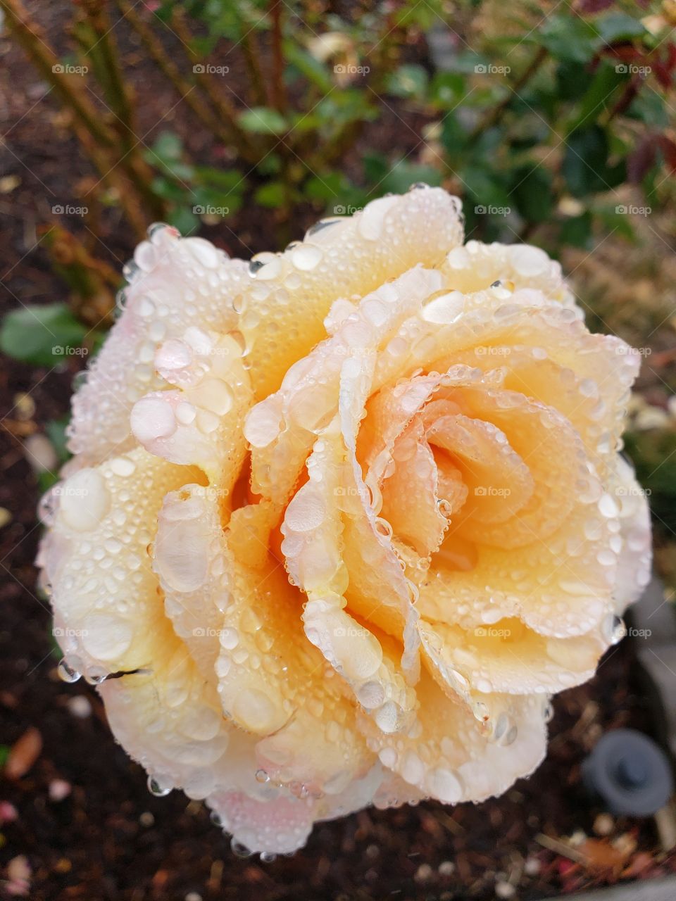 Fine details on the petals of a rose covered in water droplets from a fresh rain