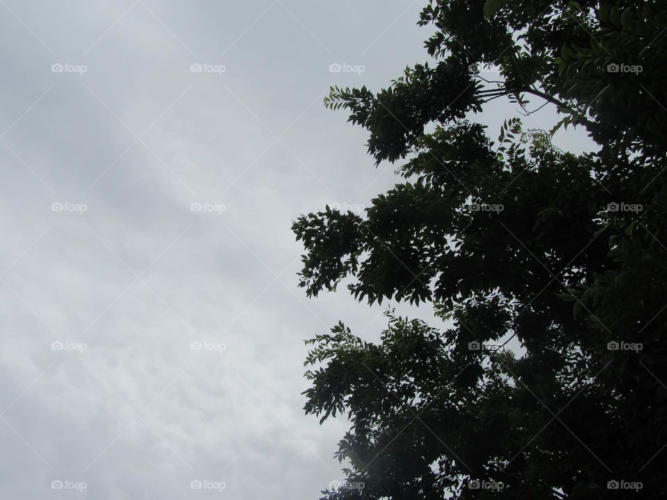 clouds and tree