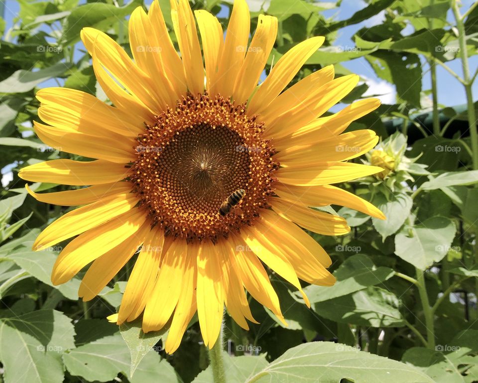 Sunflower with bee