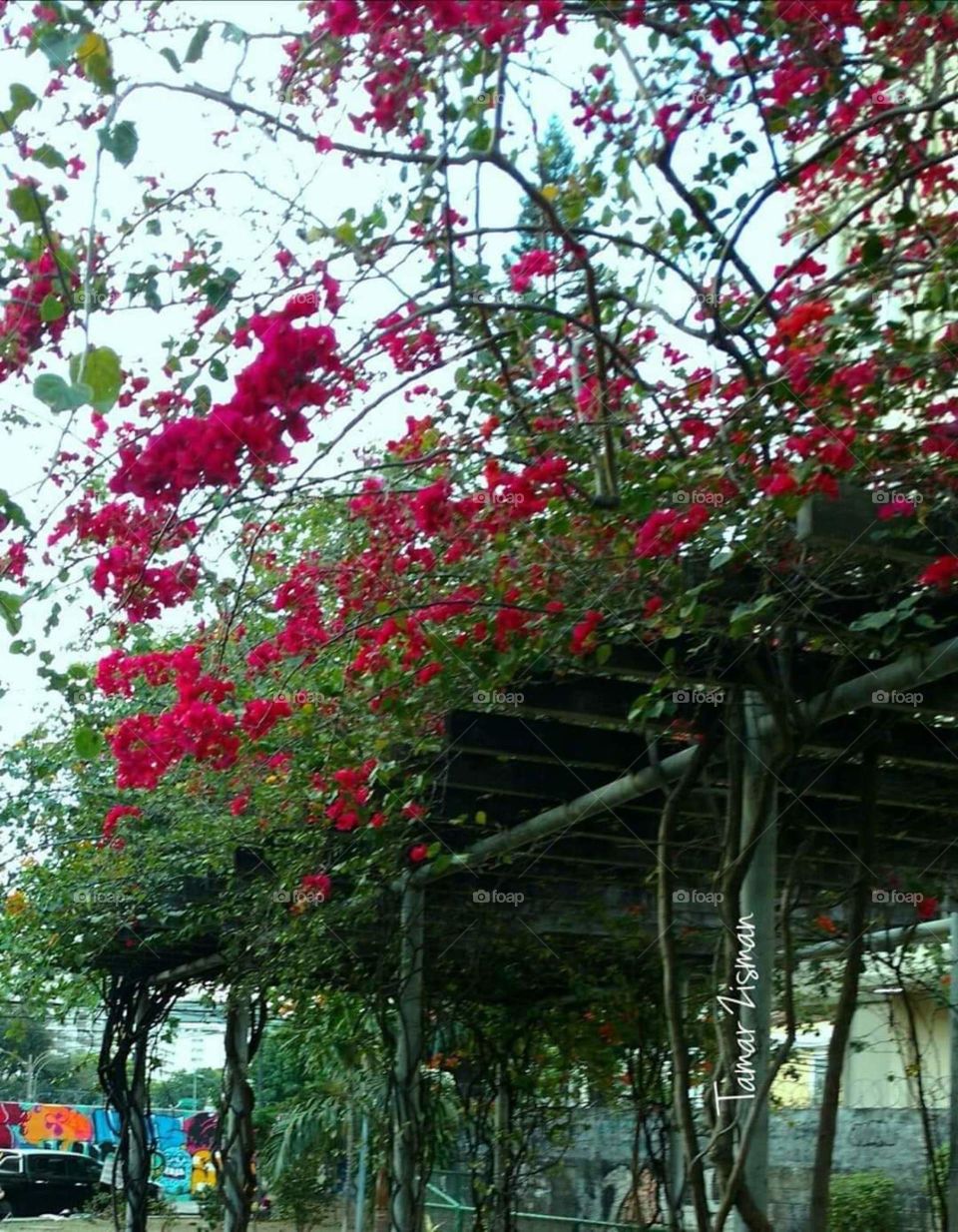 Bougainvilles