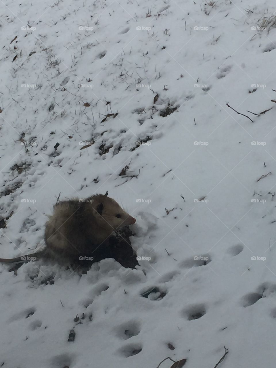 Possum in the snow