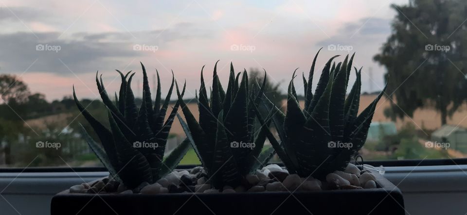 3 cacti sitting in front of a sunset