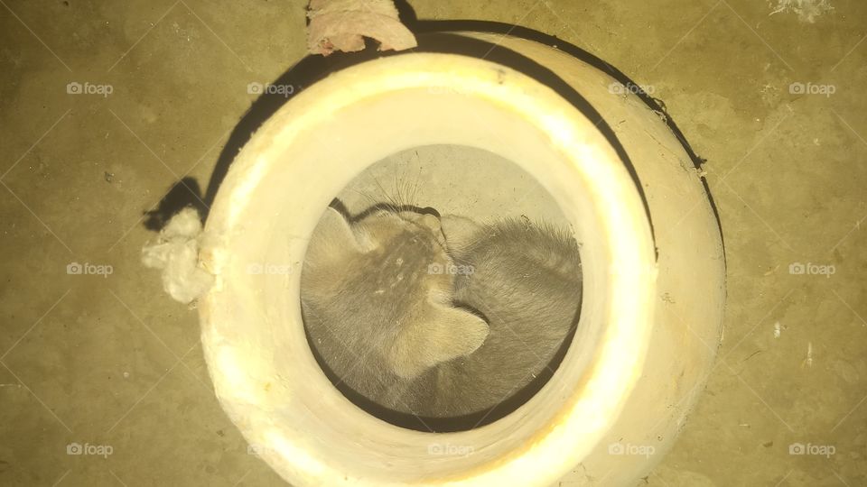 cat in pot