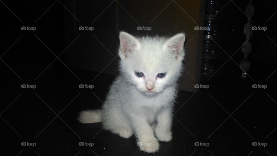 white solid kitten