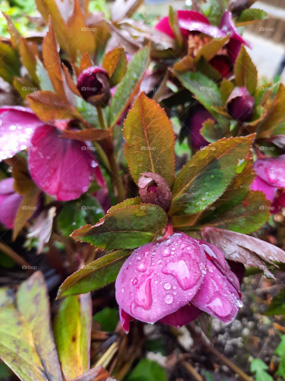 pink flowers of helleborus  after rain  in spring garden