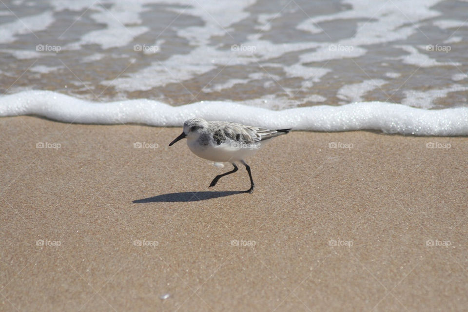 Sand piper