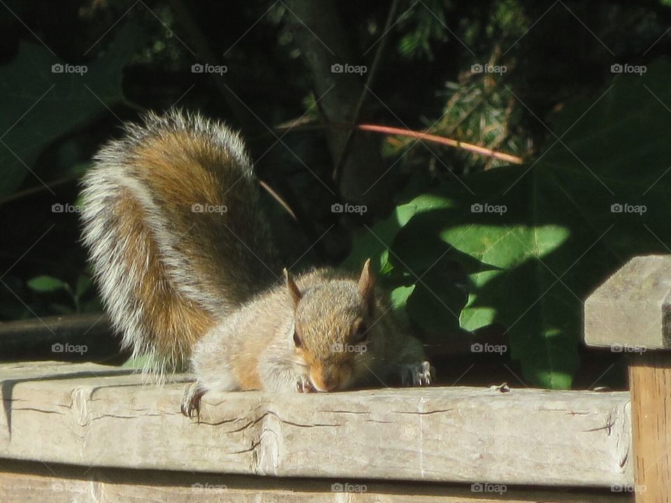 Squirrel crawling on a fence