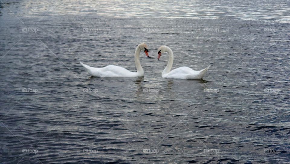 Two white swans on the lake 🦢🦢