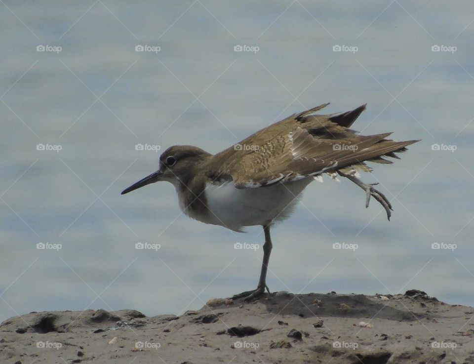 Common Sandpiper. Solitery shorebird interest with its behavior.