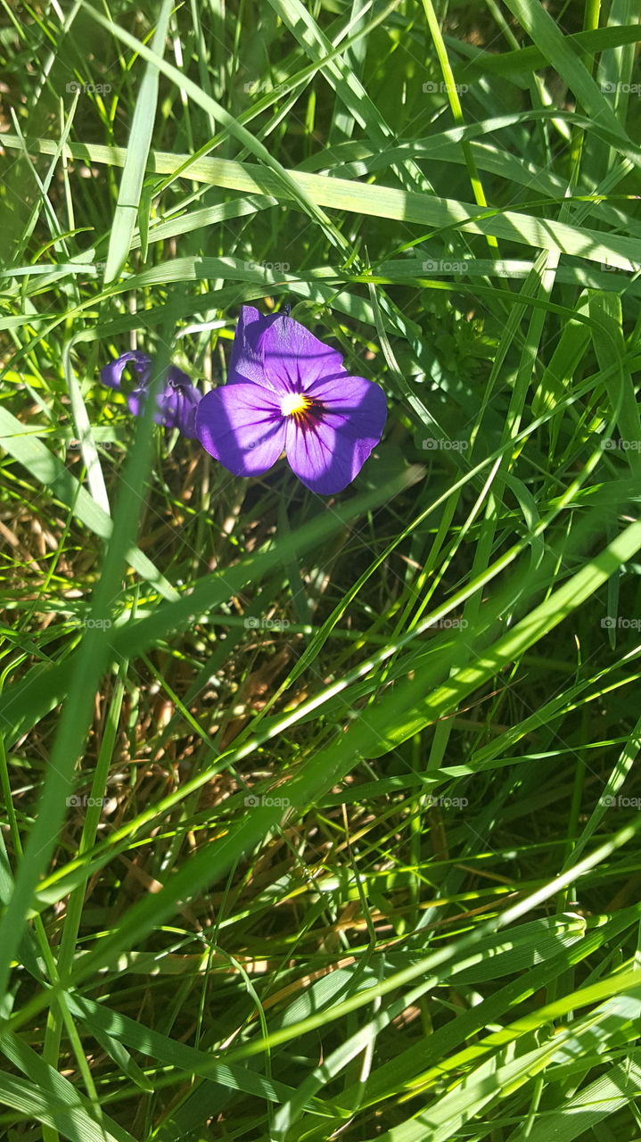 Flower growing in the grass