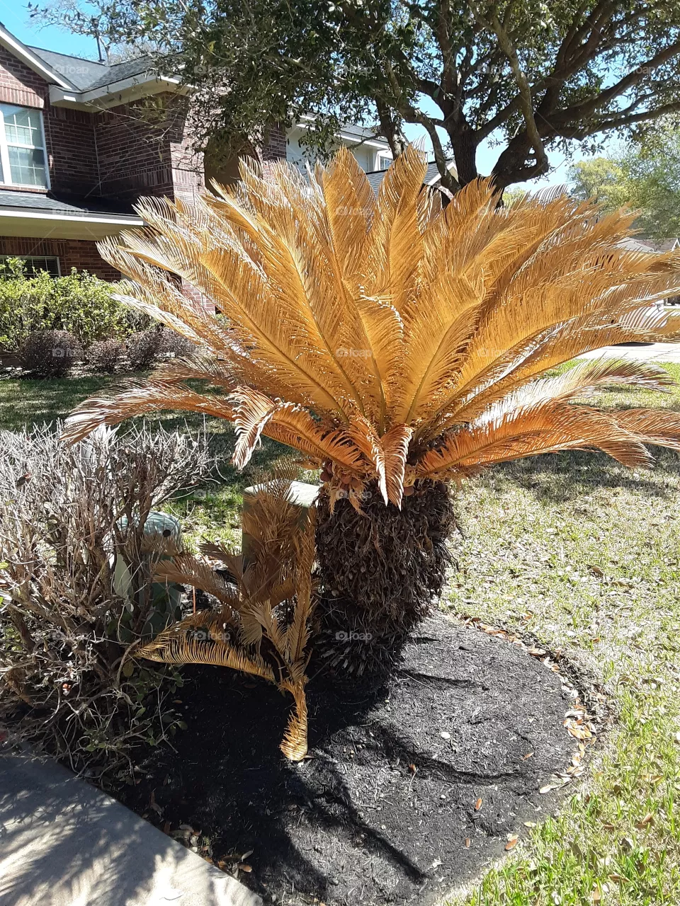 Results of The 
Texas Freeze